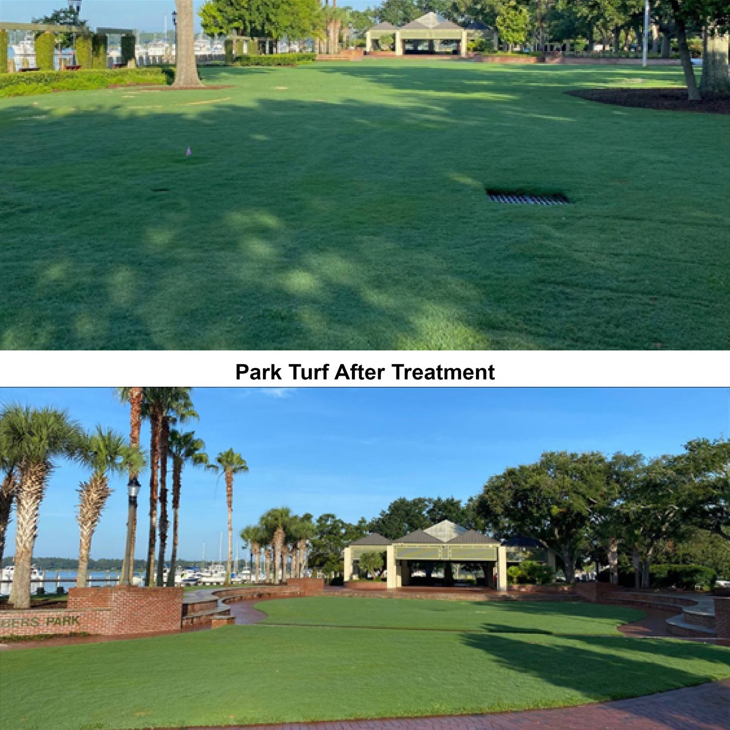 Park turf bounces back