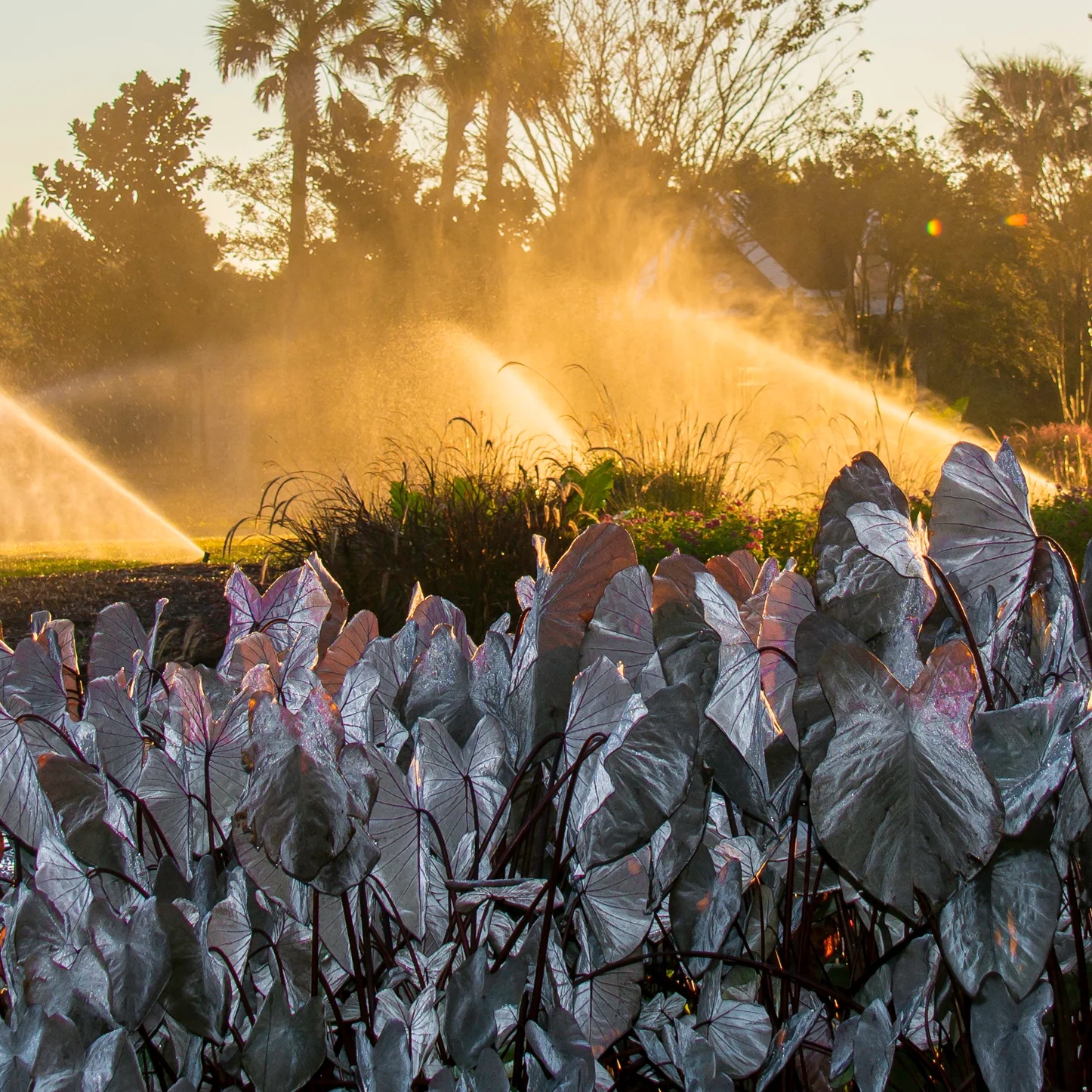 Smart Irrigation July